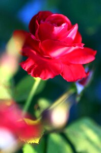 Garden nature love