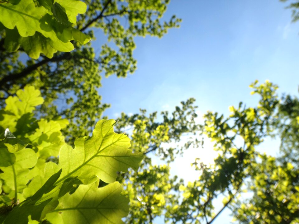 Forest leaves leaves sun