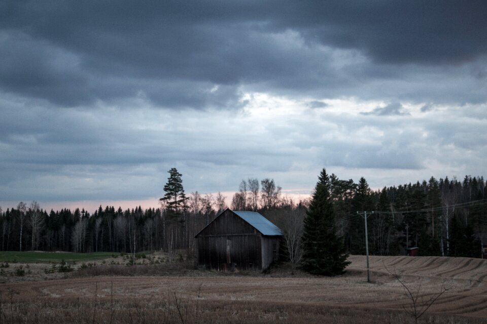 Old dark forest