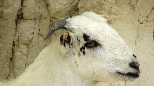 Stock raising cyprus photo