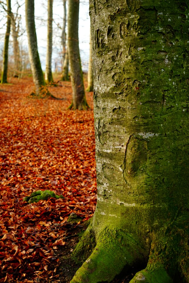 Trees leaf nature