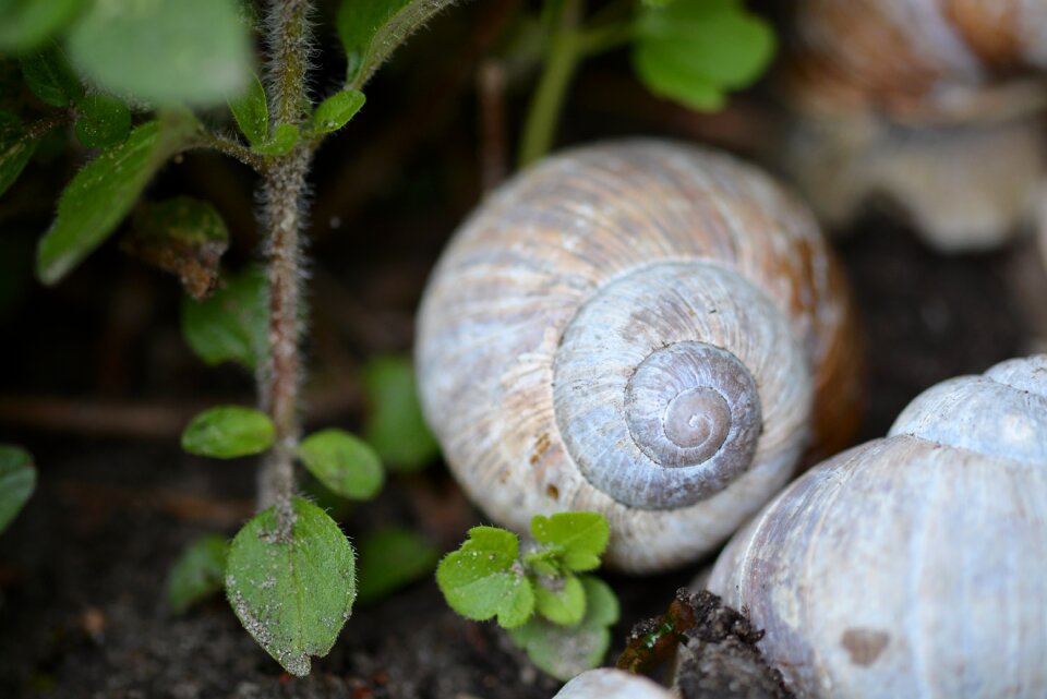 Nature schnecknehaus macro