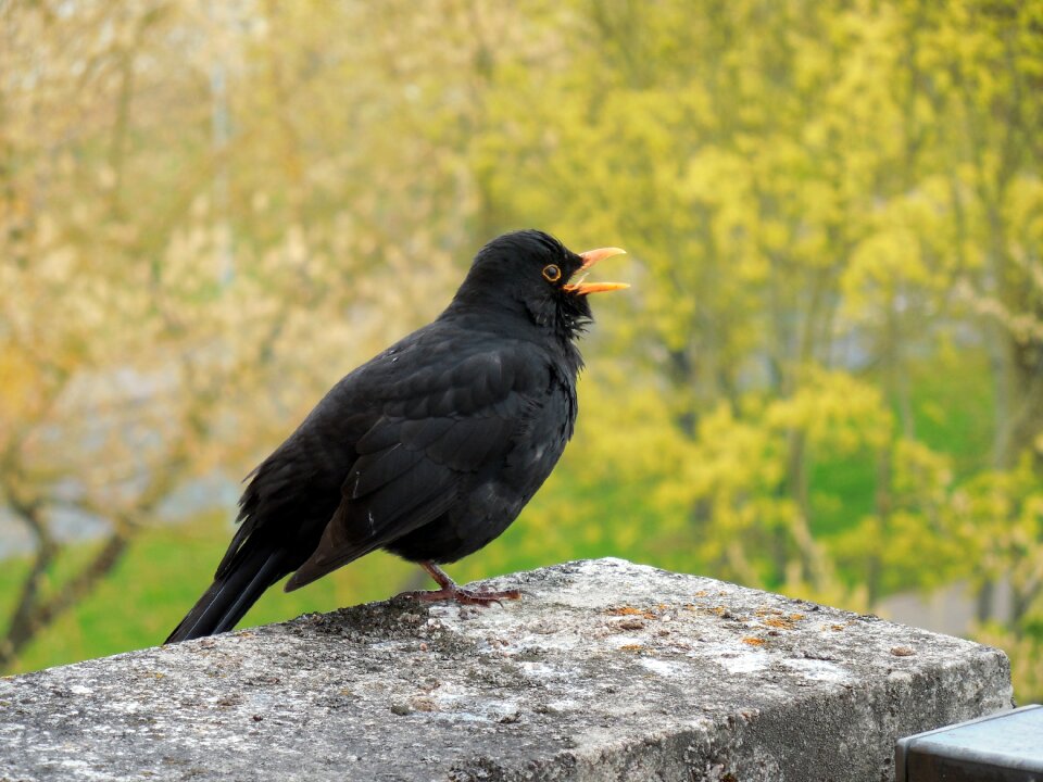 Bird songbird spring