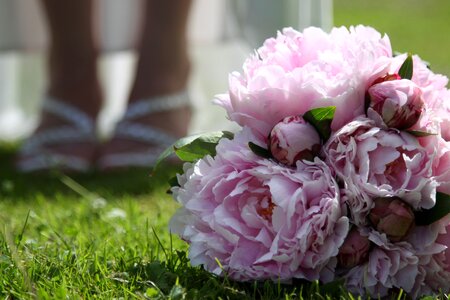 Close up romantic pink