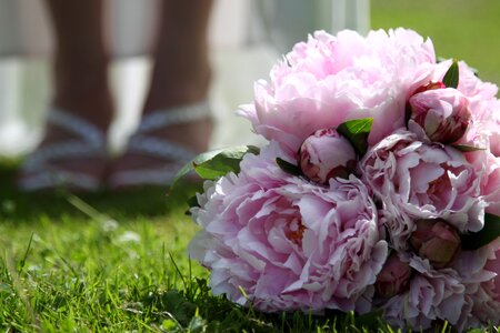 Close up romantic pink photo