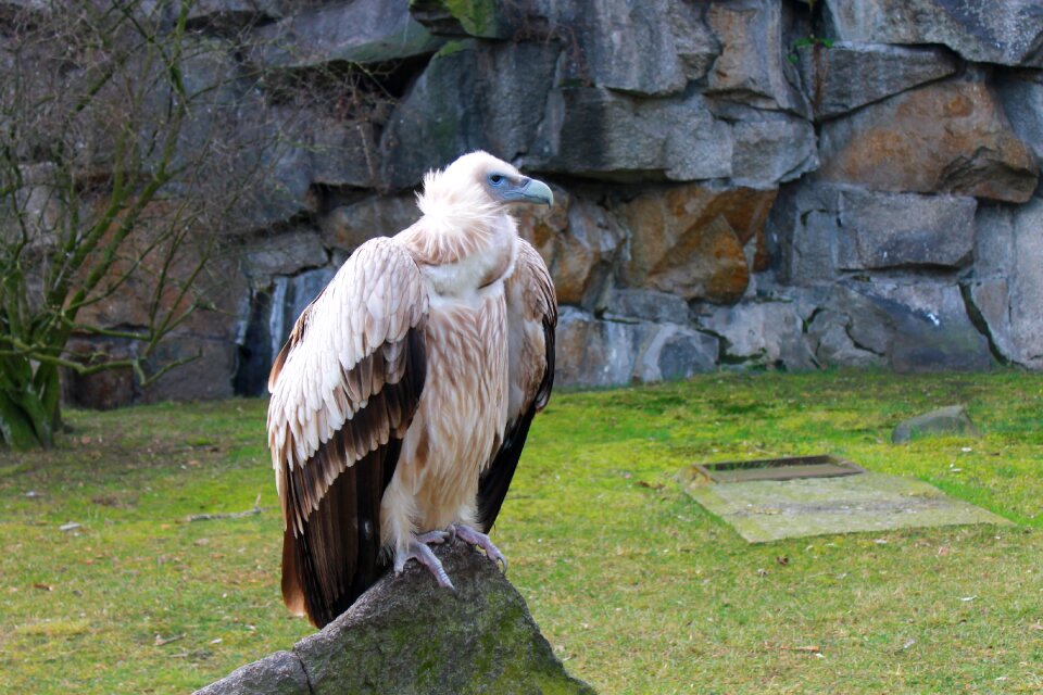 Raptor wild animal nature
