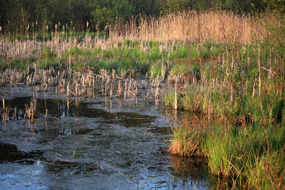Nature green spring