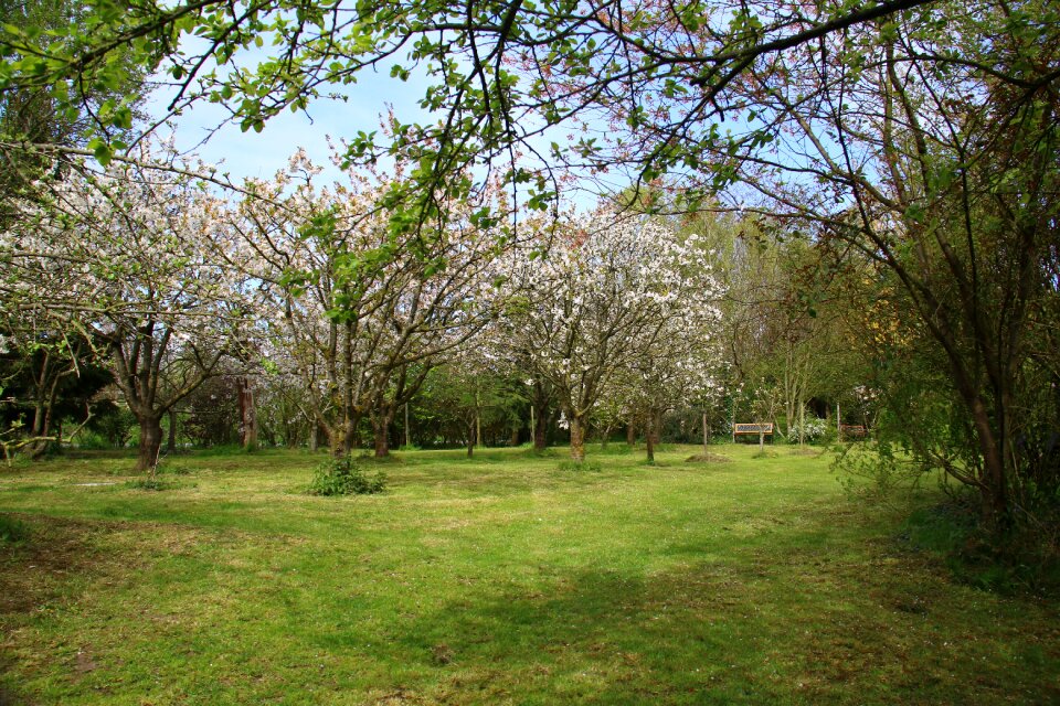 Cherry trees spring
