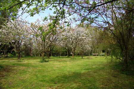 Cherry trees spring
