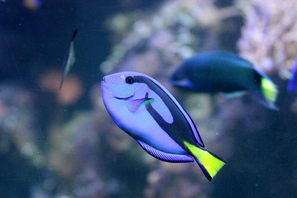 Blue exotic water