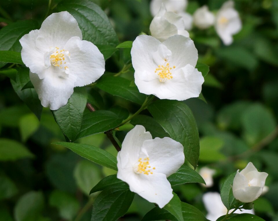 Plant shrub flowers