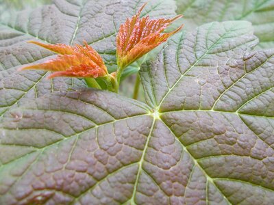 Leaves plant colorful