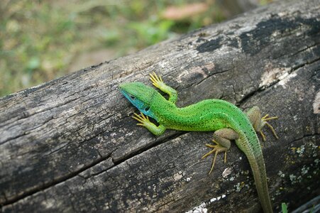 Reptile animal green lizard