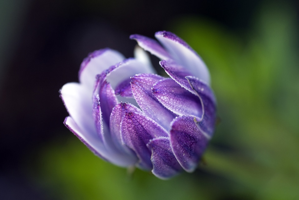 Asteraceae flower raindrops photo