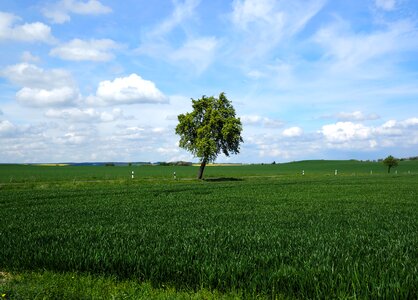 Agriculture landscape summer photo