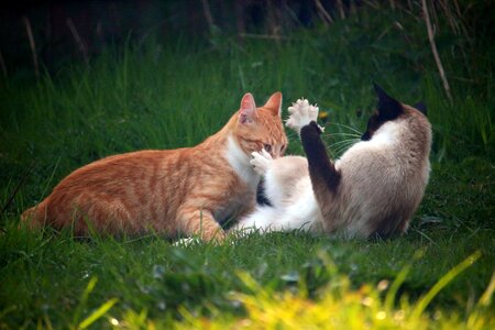 Siamese cat siam fight photo