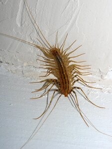 Home centipede centipede insects photo