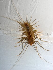 Home centipede centipede insects