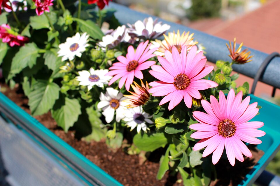Pink flowers osteo balcony