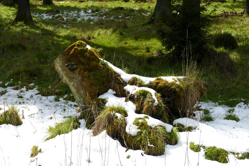 Spring thaw forest