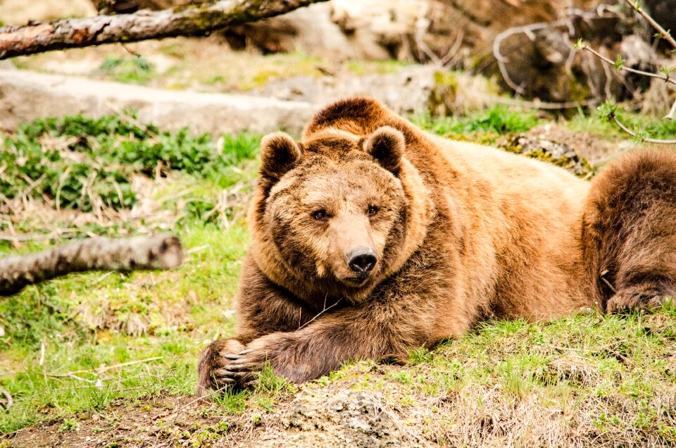 Zoo tiergarten fur