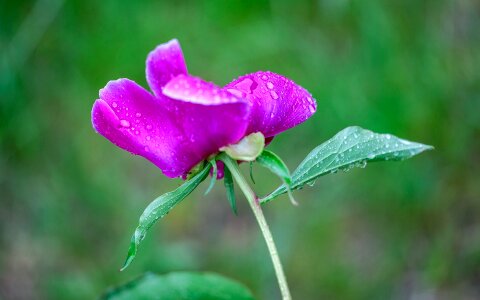 Plant nature flowers