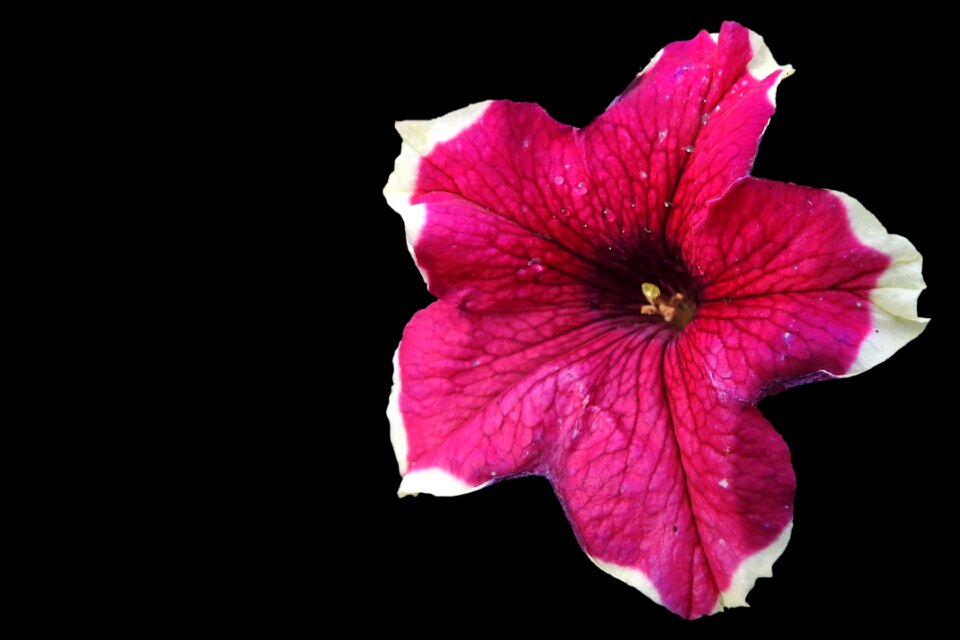 Garden petunia blossom bloom