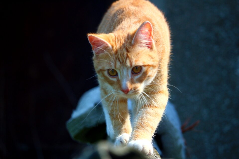 Red mackerel tabby red cat tiger cat photo