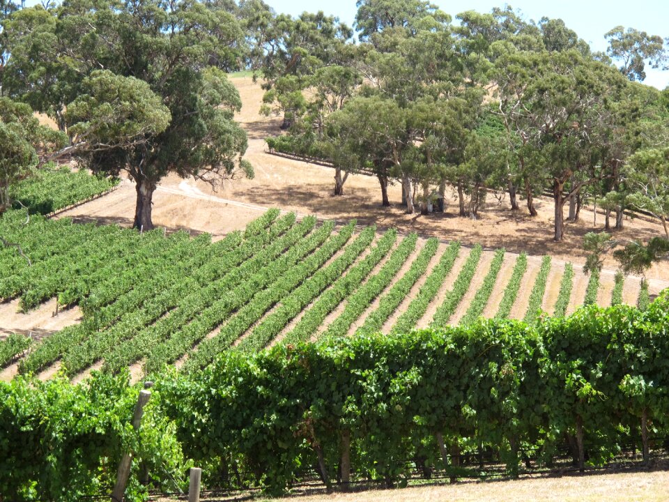 Adelaide hills wine sunny