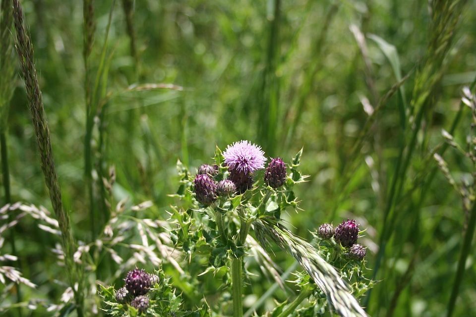 Plant outside nature