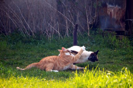 Siamese cat siam fight photo