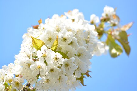 Flowering twig close up nature photo