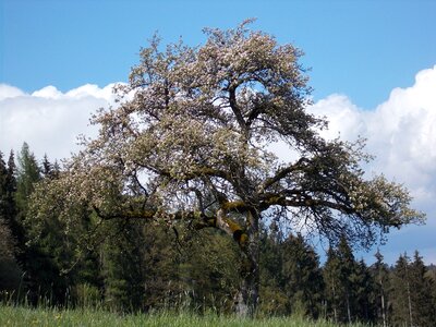 Nature landscape branches