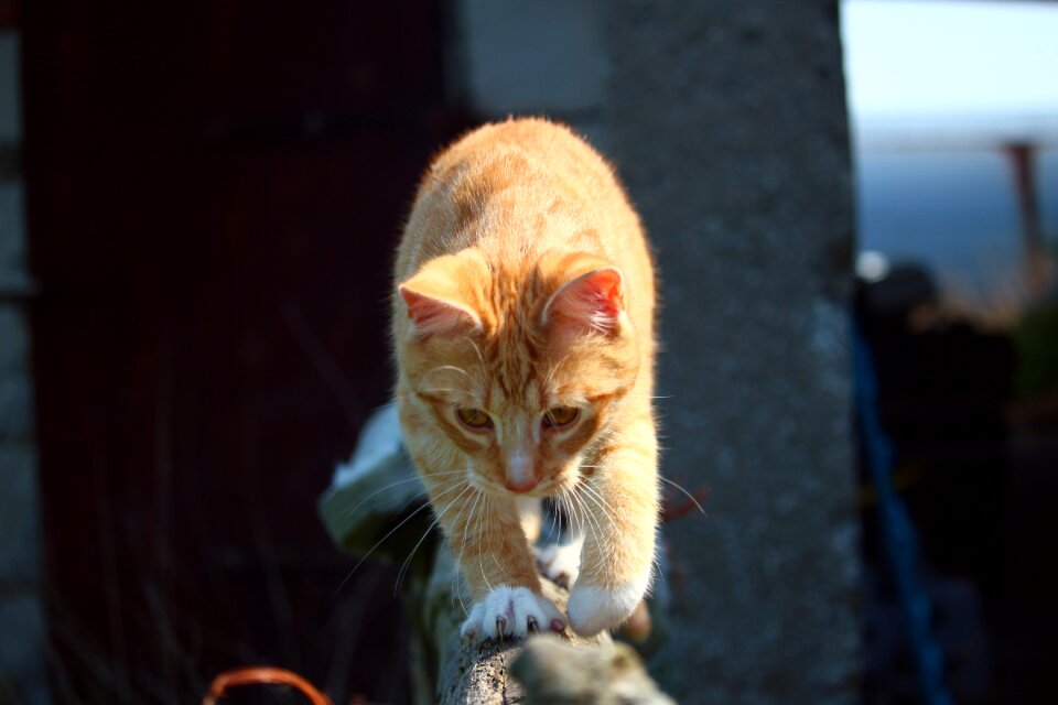 Red mackerel tabby red cat tiger cat