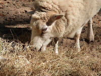 Wool farm nature