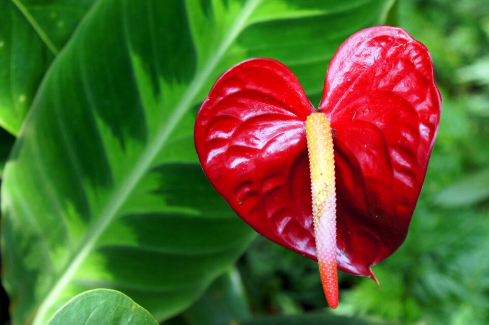 Laceleaf tropical botany