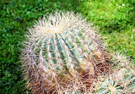 Cactus prickly cactaceae