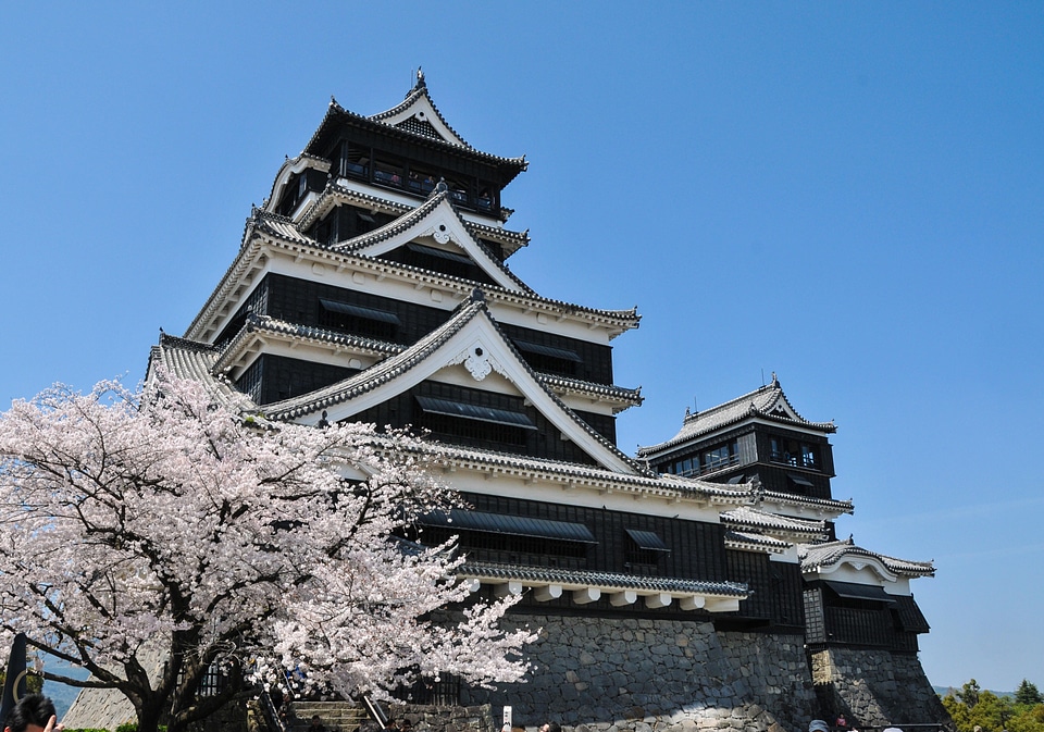 Cherry blossom japan flower pink