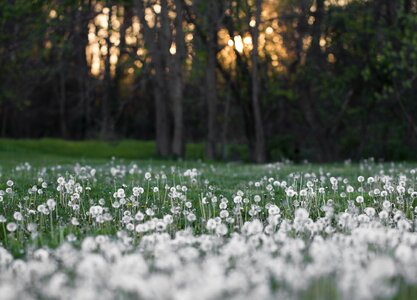 Spring green nature photo