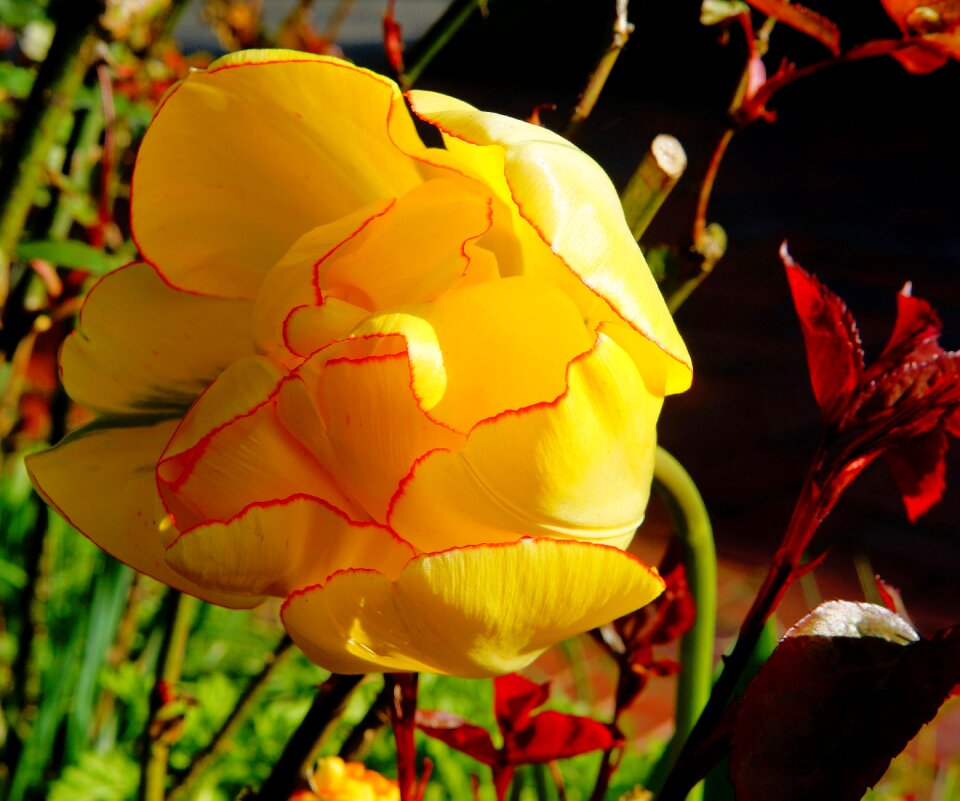 Yellow holland spring