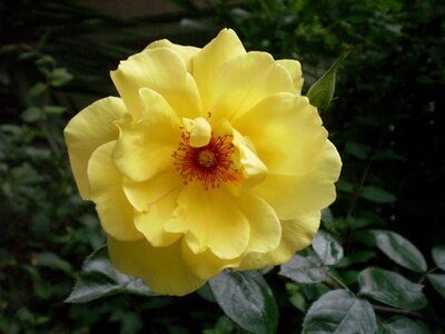 Yellow rose flower photo