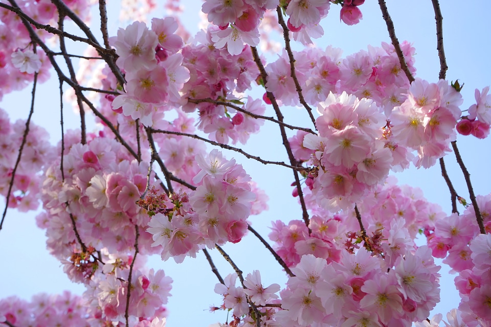 Branch japanese flowering cherry ornamental cherry photo