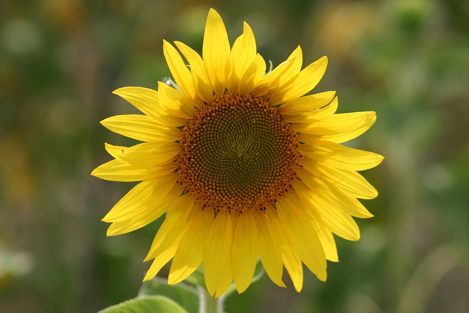 Floral plant natural