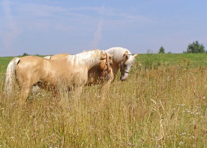 Friendship pasture land animal