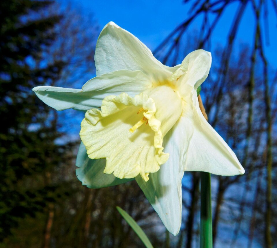 White garden daffodil