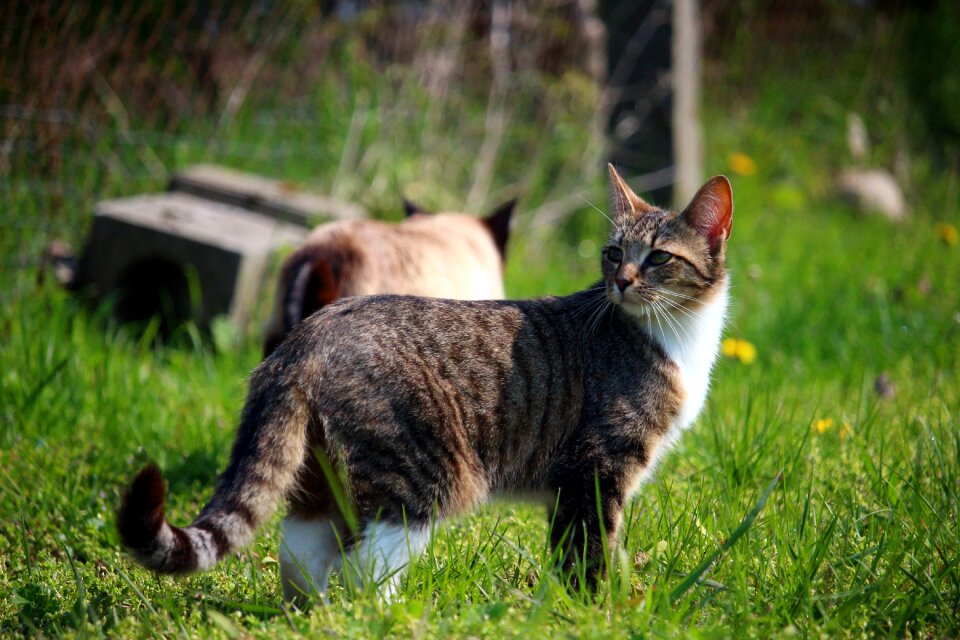 Mackerel tiger cat cat baby
