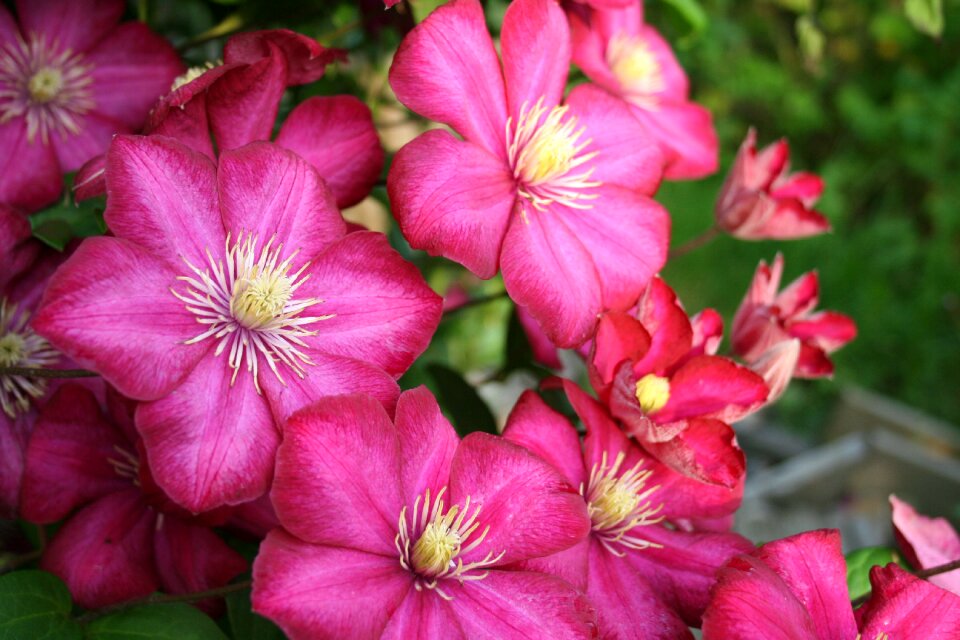 Clematis garden flowers