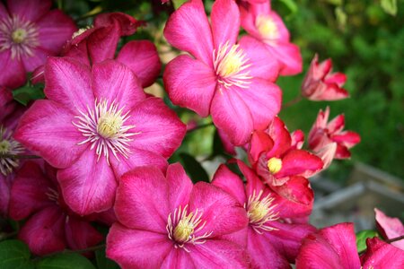 Clematis garden flowers photo
