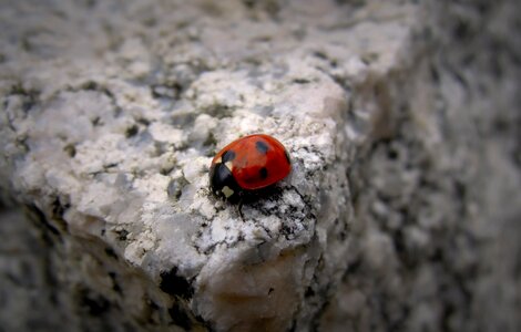 Pistepirkko red stone stone
