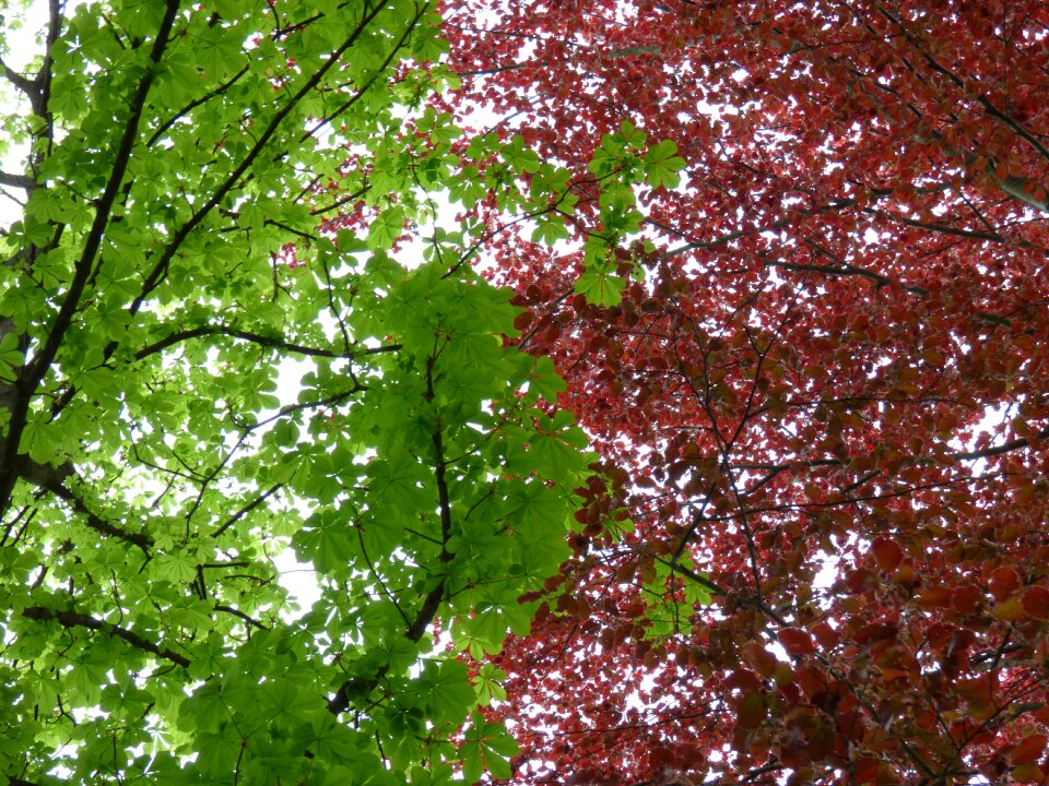 Red beech chestnut